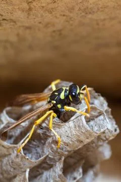 Paper Wasp Queen Stock Photos