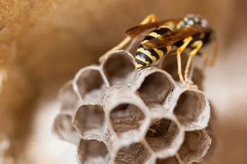 Paper Wasp Queen Stock Photos