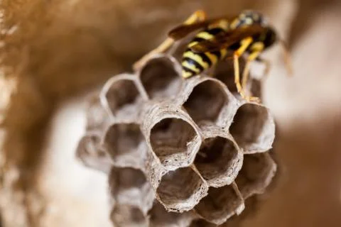 Paper Wasp Queen Stock Photos