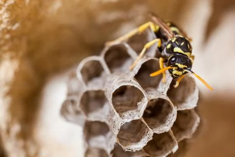 Paper Wasp Queen Stock Photos
