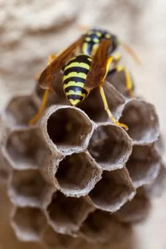 Paper Wasp Queen Stock Photos