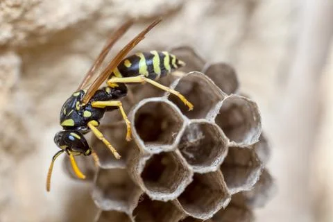 Paper Wasp Queen Stock Photos