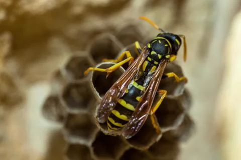 Paper Wasp Queen Stock Photos