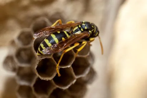 Paper Wasp Queen Stock Photos