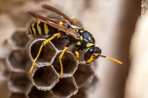 Paper Wasp Queen Stock Photos
