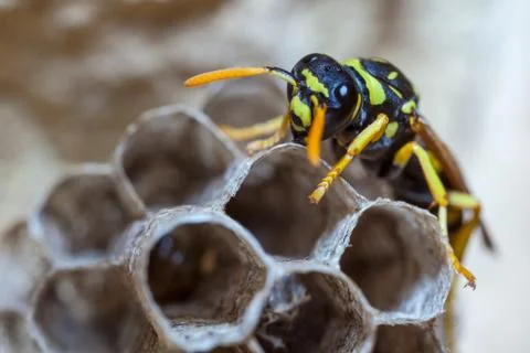 Paper Wasp Queen Stock Photos