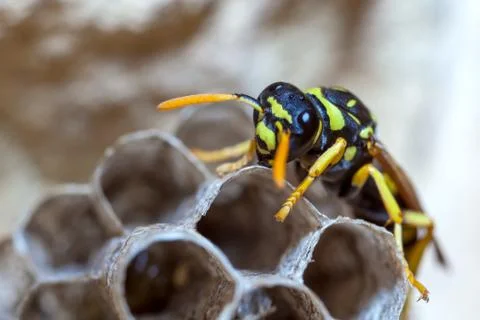 Paper Wasp Queen Stock Photos