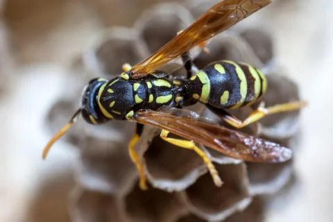 Paper Wasp Queen Stock Photos