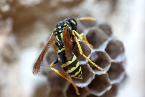 Paper Wasp Queen Stock Photos