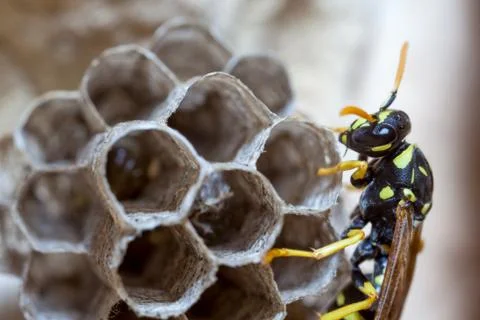 Paper Wasp Queen Stock Photos