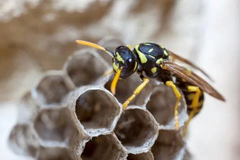 Paper Wasp Queen Stock Photos