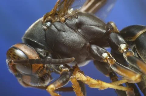Paper Wasp--Side View Stock Photos