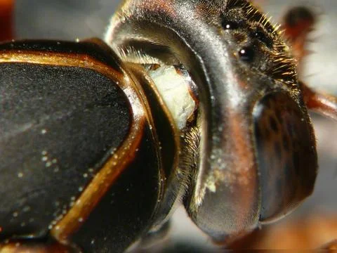 PAPER WASP IN SUPER MACRO Stock Photos