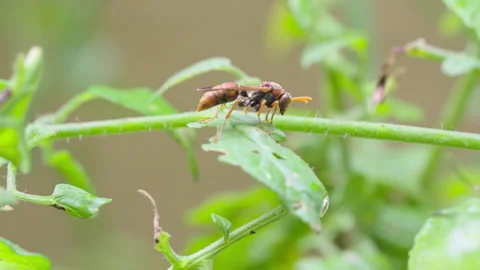 Paper Wasp Takeoff Vidéo 332604431