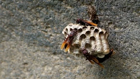 Paper wasps are making nests in large rocks Stock Footage 292837563