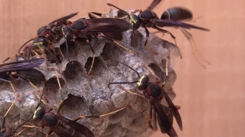 Paper wasps closeup on nest crawling lots of activity Stock Footage 80279205