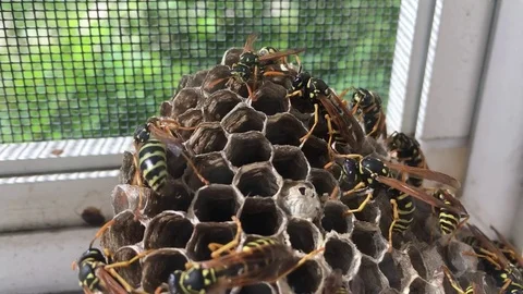 Paper Wasps Video stock 81497523