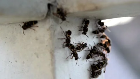 Paper wasps Video stock 153775866