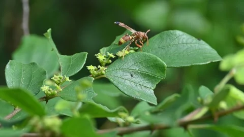 Paper wasps on the green leaf. Stock Footage 345013289