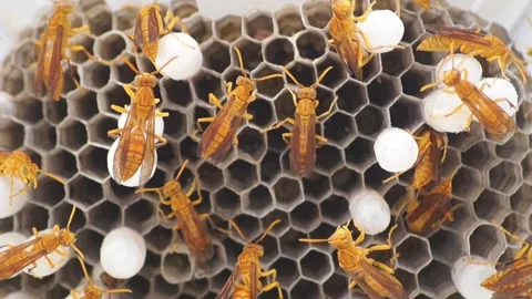 Paper Wasps On Hexagonal Nest With White Brood Cells And Developing Larvae Stock Footage 344767838