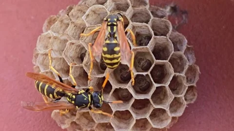 Paper Wasps Inspecting Cells with Larvae, Close-up Stock Footage 338358629