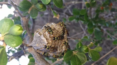Paper wasps moving around their nest display impressive building skills Stock Footage 337140741
