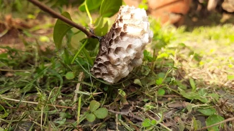 Paper wasps nest. Stock Footage 313292300