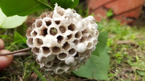 Paper wasps nest. Видео 313292427