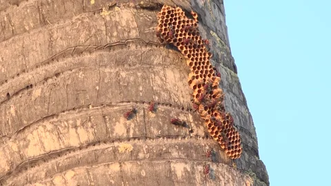 Paper Wasps Tending Open Nest on Palm Tree in Jungle Stock-Footage 335921765