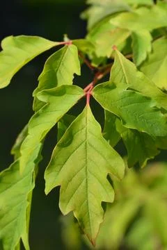 Paperbark maple Stock Photos