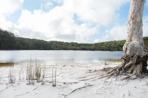 Paperbark tree on the edge of a lake Stock Photos
