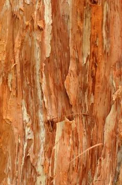 Paperbark tree Stock-Fotos