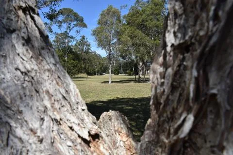 Paperbark tree through the trunk of trees Stock Photos