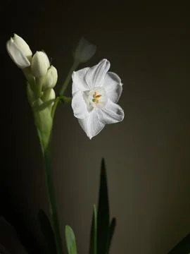 Paperflowers Stock Photos