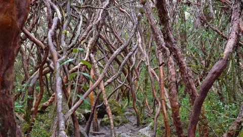 Papertree Forrest, Cuenca Stock Footage 85388551