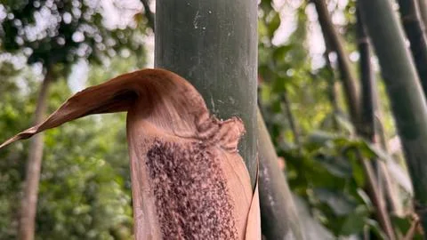 Papery sheath with dark brown patterns tightly clings to the bamboo trunk, st Foto stock