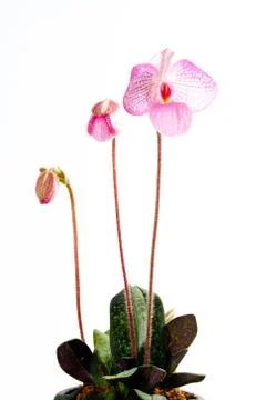 Paph. magic lantern Stock Photos