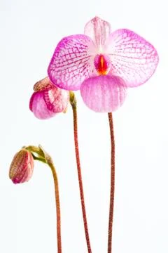 Paph. magic lantern Stock-Fotos