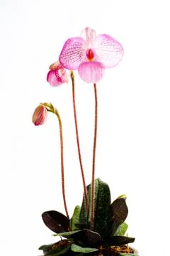 Paph. magic lantern Stock Photos