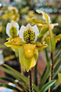 Paphiopedilum exul Orchid Stock Photos