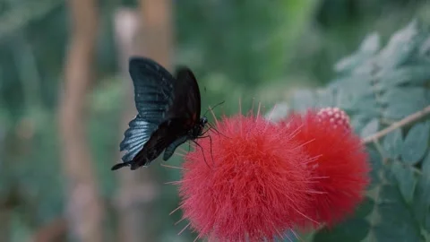 Papilio ascalaphus butterfly is sitting on a red flower and feeding. Video stock 236569946