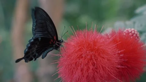Papilio ascalaphus butterfly is sitting on a red flower and feeding. Stock Footage 237105910