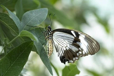 Papilio dardanus, the Mocker Swallowtail. Stock Photos