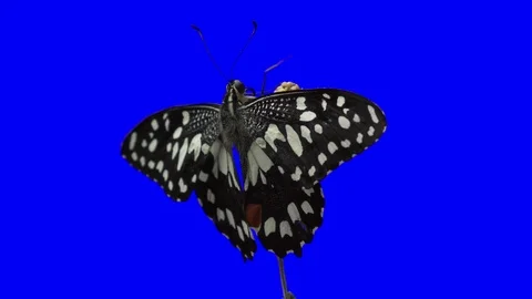 Papilio demoleus Green Screen Effect Stock Footage 96353728