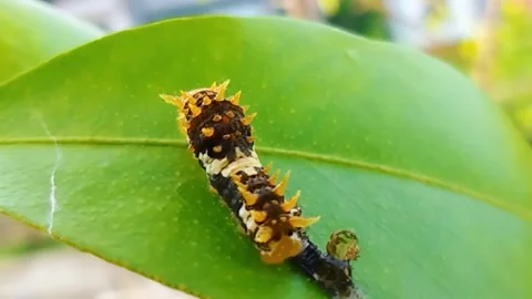 Papilio demoleus larvae Stock Footage 220197503