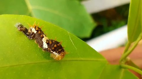 Papilio demoleus larvae Stock Footage 220197659