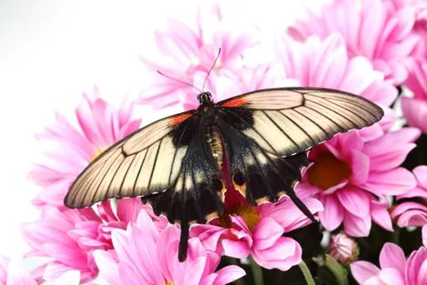 Papilio Lovii Stock Photos