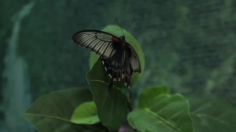 Papilio lowi 動画素材 71175098