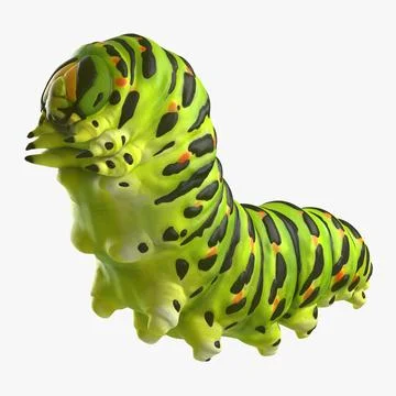 Papilio Machaon Caterpillar reeps 3D Model