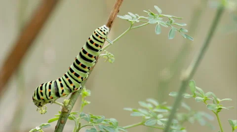 Papilio machaon TimeLapse-C2 Stock Footage 43456989